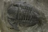 Detailed Proetid (Gerastos) Trilobite Fossil - Morocco #325840-3